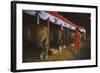 Woman Dressed in Red Walking Past Stalls of Clydesdale Horses at the Iowa State Fair, 1955-John Dominis-Framed Photographic Print