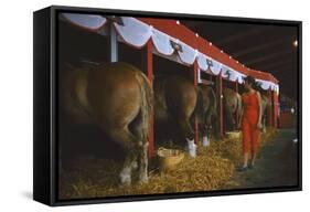 Woman Dressed in Red Walking Past Stalls of Clydesdale Horses at the Iowa State Fair, 1955-John Dominis-Framed Stretched Canvas