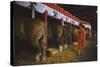 Woman Dressed in Red Walking Past Stalls of Clydesdale Horses at the Iowa State Fair, 1955-John Dominis-Stretched Canvas