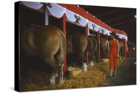 Woman Dressed in Red Walking Past Stalls of Clydesdale Horses at the Iowa State Fair, 1955-John Dominis-Stretched Canvas