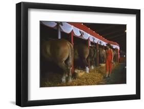 Woman Dressed in Red Walking Past Stalls of Clydesdale Horses at the Iowa State Fair, 1955-John Dominis-Framed Photographic Print