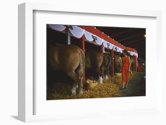 Woman Dressed in Red Walking Past Stalls of Clydesdale Horses at the Iowa State Fair, 1955-John Dominis-Framed Photographic Print