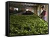 Woman Drying Tea Leaves at Geragama Tea Estate, Near Kandy, Sri Lanka, Asia-Peter Barritt-Framed Stretched Canvas