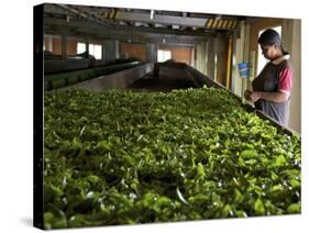 Woman Drying Tea Leaves at Geragama Tea Estate, Near Kandy, Sri Lanka, Asia-Peter Barritt-Stretched Canvas