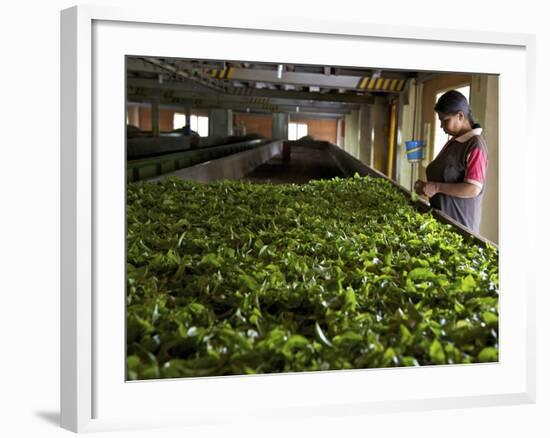 Woman Drying Tea Leaves at Geragama Tea Estate, Near Kandy, Sri Lanka, Asia-Peter Barritt-Framed Photographic Print