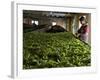 Woman Drying Tea Leaves at Geragama Tea Estate, Near Kandy, Sri Lanka, Asia-Peter Barritt-Framed Photographic Print
