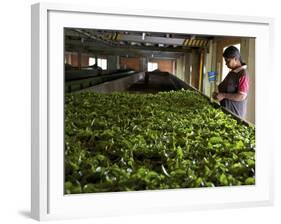 Woman Drying Tea Leaves at Geragama Tea Estate, Near Kandy, Sri Lanka, Asia-Peter Barritt-Framed Photographic Print