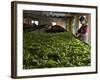 Woman Drying Tea Leaves at Geragama Tea Estate, Near Kandy, Sri Lanka, Asia-Peter Barritt-Framed Photographic Print