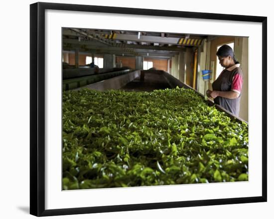 Woman Drying Tea Leaves at Geragama Tea Estate, Near Kandy, Sri Lanka, Asia-Peter Barritt-Framed Photographic Print