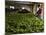 Woman Drying Tea Leaves at Geragama Tea Estate, Near Kandy, Sri Lanka, Asia-Peter Barritt-Mounted Photographic Print