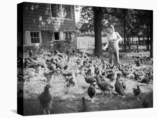 Woman Feeds Chickens from Bucket-Philip Gendreau-Stretched Canvas