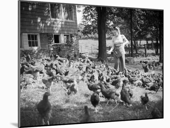 Woman Feeds Chickens from Bucket-Philip Gendreau-Mounted Photographic Print