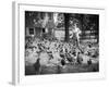 Woman Feeds Chickens from Bucket-Philip Gendreau-Framed Photographic Print