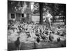 Woman Feeds Chickens from Bucket-Philip Gendreau-Mounted Photographic Print