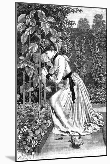 Woman Gardening in a Garden-J King-Mounted Art Print