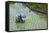 Woman Harvesting, Rice Terraces of Banaue, Northern Luzon, Philippines, Southeast Asia, Asia-Michael Runkel-Framed Stretched Canvas