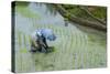 Woman Harvesting, Rice Terraces of Banaue, Northern Luzon, Philippines, Southeast Asia, Asia-Michael Runkel-Stretched Canvas