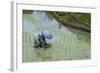 Woman Harvesting, Rice Terraces of Banaue, Northern Luzon, Philippines, Southeast Asia, Asia-Michael Runkel-Framed Photographic Print