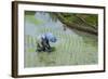 Woman Harvesting, Rice Terraces of Banaue, Northern Luzon, Philippines, Southeast Asia, Asia-Michael Runkel-Framed Photographic Print