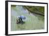 Woman Harvesting, Rice Terraces of Banaue, Northern Luzon, Philippines, Southeast Asia, Asia-Michael Runkel-Framed Photographic Print
