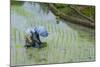 Woman Harvesting, Rice Terraces of Banaue, Northern Luzon, Philippines, Southeast Asia, Asia-Michael Runkel-Mounted Photographic Print