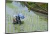 Woman Harvesting, Rice Terraces of Banaue, Northern Luzon, Philippines, Southeast Asia, Asia-Michael Runkel-Mounted Photographic Print