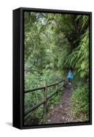 Woman Hiking in the Forest of Cubo De La Galga, Biosphere Reserve Los Tilos, Canary Islands-Gerhard Wild-Framed Stretched Canvas