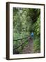 Woman Hiking in the Forest of Cubo De La Galga, Biosphere Reserve Los Tilos, Canary Islands-Gerhard Wild-Framed Photographic Print