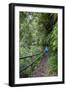 Woman Hiking in the Forest of Cubo De La Galga, Biosphere Reserve Los Tilos, Canary Islands-Gerhard Wild-Framed Photographic Print