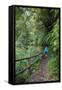 Woman Hiking in the Forest of Cubo De La Galga, Biosphere Reserve Los Tilos, Canary Islands-Gerhard Wild-Framed Stretched Canvas