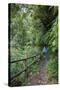 Woman Hiking in the Forest of Cubo De La Galga, Biosphere Reserve Los Tilos, Canary Islands-Gerhard Wild-Stretched Canvas