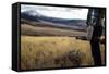 Woman Hold Her Shotgun While Out Bird Hunting In Montana-Hannah Dewey-Framed Stretched Canvas