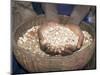 Woman Holding Handfuls of Grain, Soddo, Ethiopia, Africa-D H Webster-Mounted Photographic Print