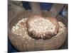 Woman Holding Handfuls of Grain, Soddo, Ethiopia, Africa-D H Webster-Mounted Photographic Print