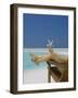 Woman Holding Seastar on the Beach, Maldives, Indian Ocean, Asia-Sakis Papadopoulos-Framed Photographic Print