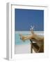 Woman Holding Seastar on the Beach, Maldives, Indian Ocean, Asia-Sakis Papadopoulos-Framed Photographic Print