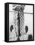 Woman Holds on Large Northern Pike on a Lake Pier, Ca. 1950-null-Framed Stretched Canvas