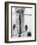 Woman Holds on Large Northern Pike on a Lake Pier, Ca. 1950-null-Framed Photographic Print