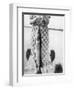 Woman Holds on Large Northern Pike on a Lake Pier, Ca. 1950-null-Framed Photographic Print