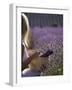 Woman in a Lavender Field, Provence, France, Europe-Angelo Cavalli-Framed Photographic Print