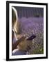 Woman in a Lavender Field, Provence, France, Europe-Angelo Cavalli-Framed Photographic Print