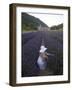 Woman in a Lavender Field, Senanque Abbey, Gordes, Provence, France, Europe-Angelo Cavalli-Framed Photographic Print