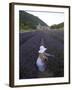 Woman in a Lavender Field, Senanque Abbey, Gordes, Provence, France, Europe-Angelo Cavalli-Framed Photographic Print