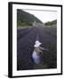 Woman in a Lavender Field, Senanque Abbey, Gordes, Provence, France, Europe-Angelo Cavalli-Framed Photographic Print