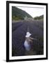 Woman in a Lavender Field, Senanque Abbey, Gordes, Provence, France, Europe-Angelo Cavalli-Framed Photographic Print