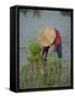 Woman in a Straw Hat Planting Out Rice, Bali, Indonesia, Southeast Asia-Gavin Hellier-Framed Stretched Canvas