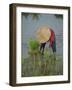 Woman in a Straw Hat Planting Out Rice, Bali, Indonesia, Southeast Asia-Gavin Hellier-Framed Photographic Print