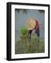 Woman in a Straw Hat Planting Out Rice, Bali, Indonesia, Southeast Asia-Gavin Hellier-Framed Photographic Print