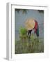 Woman in a Straw Hat Planting Out Rice, Bali, Indonesia, Southeast Asia-Gavin Hellier-Framed Photographic Print