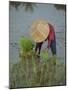 Woman in a Straw Hat Planting Out Rice, Bali, Indonesia, Southeast Asia-Gavin Hellier-Mounted Photographic Print